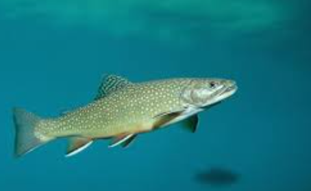 भूलकर भी नहीं खाएं ये मछली