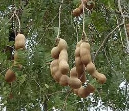 घर में किन पौधों को लगाना होता है अशुभ?