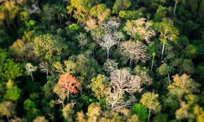 Colombia Plane Crash: अमेजन के जंगलों में 40 दिन बाद जीवित मिले चार बच्चे, शिक्षा, Amazon Jungle" »