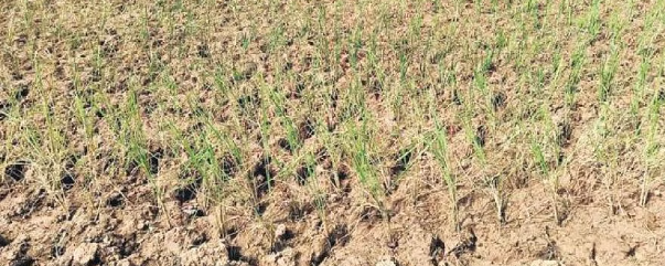 11 जिलों में कम बारिश ओडिशा ने आकस्मिक योजना तैयार की