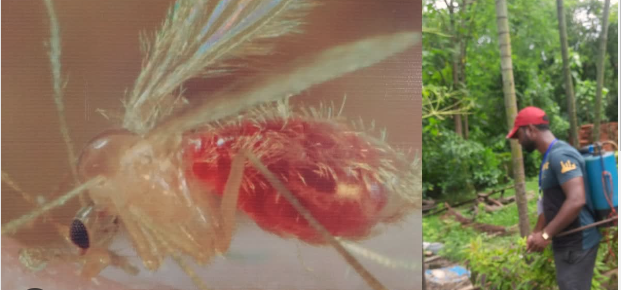 जमशेदपुर में लगातार बढ़ रही डेंगू मृतकों की संख्या