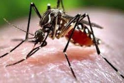पुणे में जीका वायरस के 6 मामले मिले, जानें इस बीमारी के बारे में, हेल्थ, Zika virus in Pune district of Maharashtra, zika virus infection, जीका वायरस, जीका वायरस संक्रमण, महाराष्ट्र के पुणे जिले में जीका वायरस »