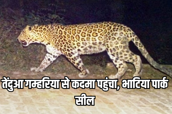 गम्हरिया से कदमा पहुंच गया तेंदुआ, भाटिया पार्क को वन विभाग ने किया सील, ज़ुर्म, Jamshedpur, jharkhand, kadma, leopard »
