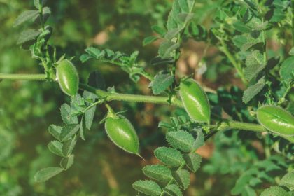 Green Chickpeas