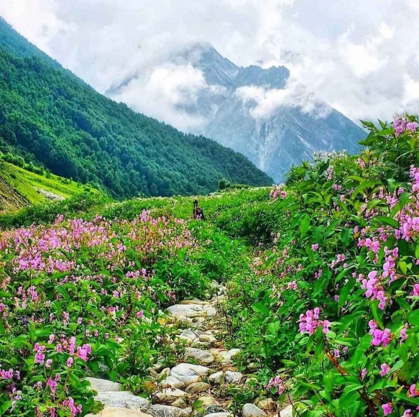 Amazing beauty of valley of flowers