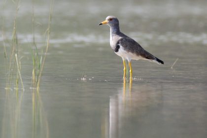 Lapwing