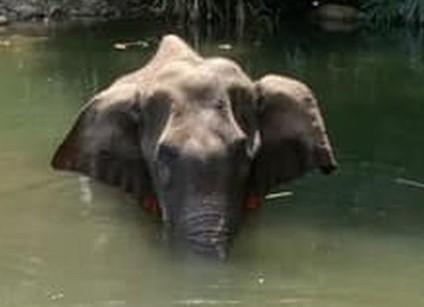 Elephants in Kerala