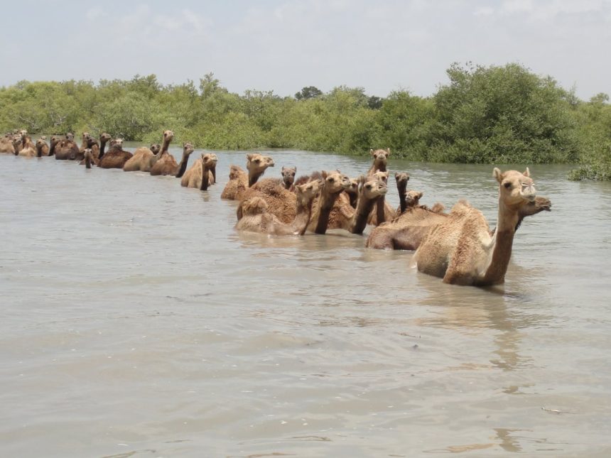 यहां पाए जाते हैं तैरने वाले ऊंट, विश्वभर से देखने आते हैं सैलानी, जानिए आप भी, ज़ुर्म, Camels, Swimming Camel »