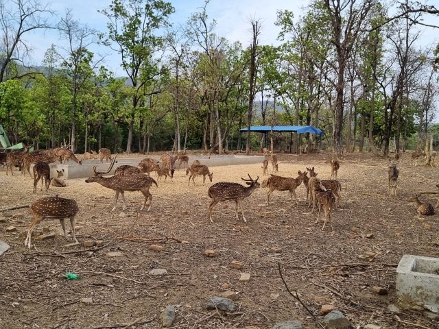 अब मड हाउस में बैठे-बैठे दलमा की खूबसूरती का दीदार कर सकेंगे पर्यटक, विविध, beauty of Dalma, dalma wildlife sanctuary, Dalma Wildlife Sanctuary of Jharkhand, DFO Dr. Abhishek Kumar, झारखंड की दलमा वाइल्डलाइफ सेंचुरी, डीएफओ डा. अभिषेक कुमार, दलमा की खूबसूरती का दीदार, दलमा वन्य प्राणी आश्रयणी »