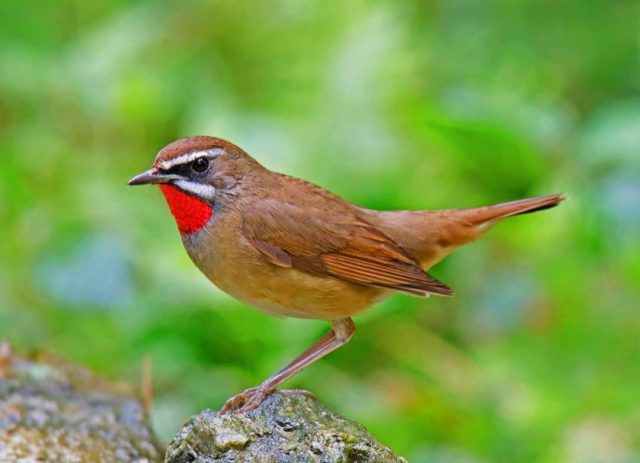World Migratory Bird Day: प्रवासी पक्षियों को खूब भाती जमशेदपुर की आबोहवा व प्राकृतिक विरासत, शिक्षा, World Migratory Bird Day »