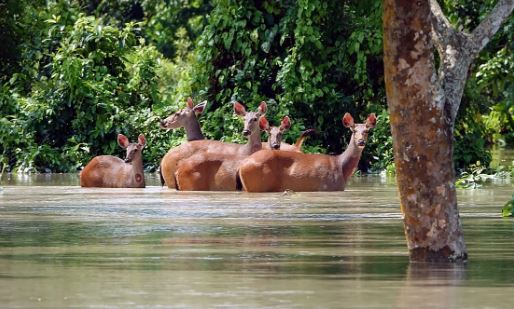 Kaziranga National Park