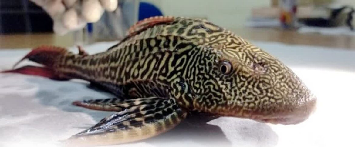 बिहार के मोतिहारी में मिली चार आंखों वाली मछली, जानें इसकी खासियत और खतरे