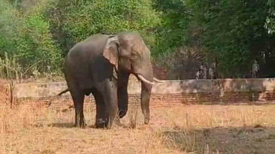 Jharkhand Elephant attack