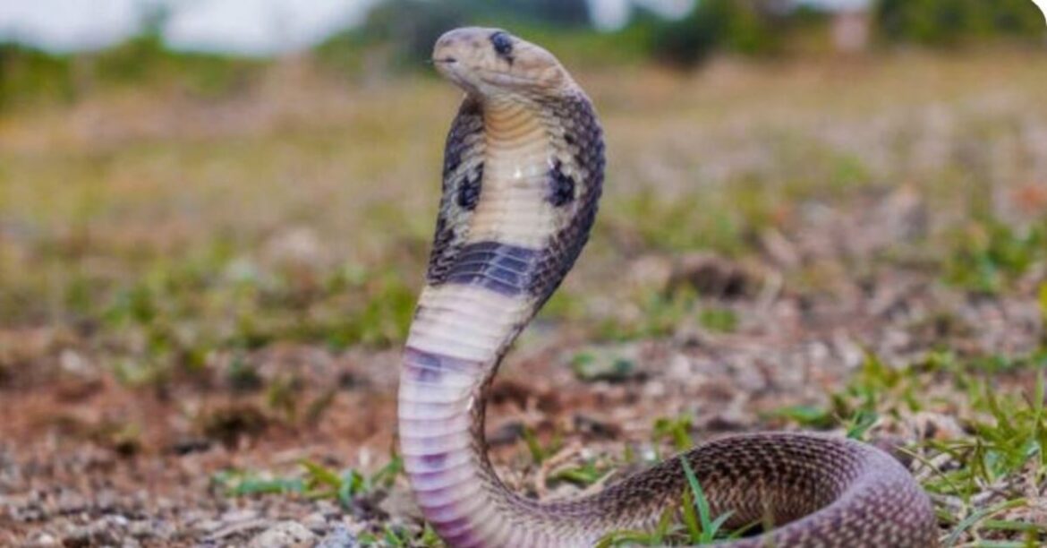 Snake scam' exposed in Madhya Pradesh