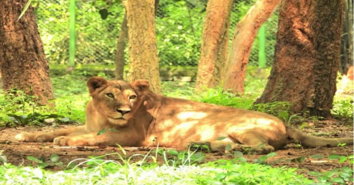 jharkhand ranchi Zoo