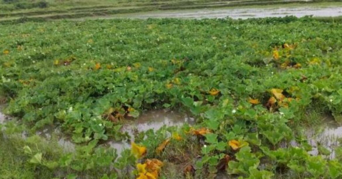 East Singhbhum News East Singhbhum News