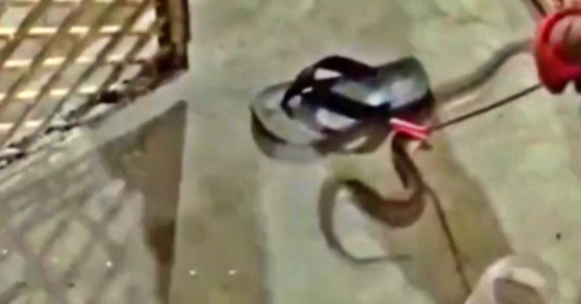 Koderma -Snake -Rescue