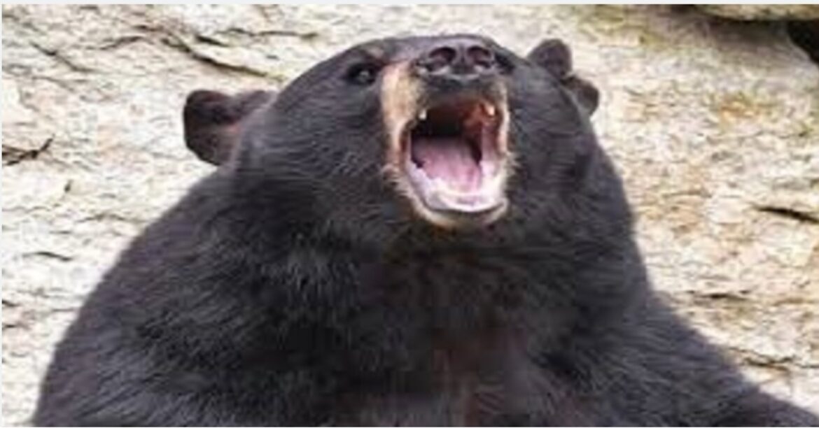 Tata Zoo bear death, Jamshedpur