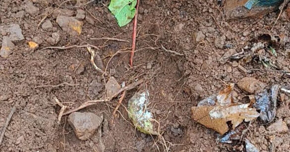 chaibasa-police-IED-bombs-explosives- chaibasa-police-IED-bombs-explosives-