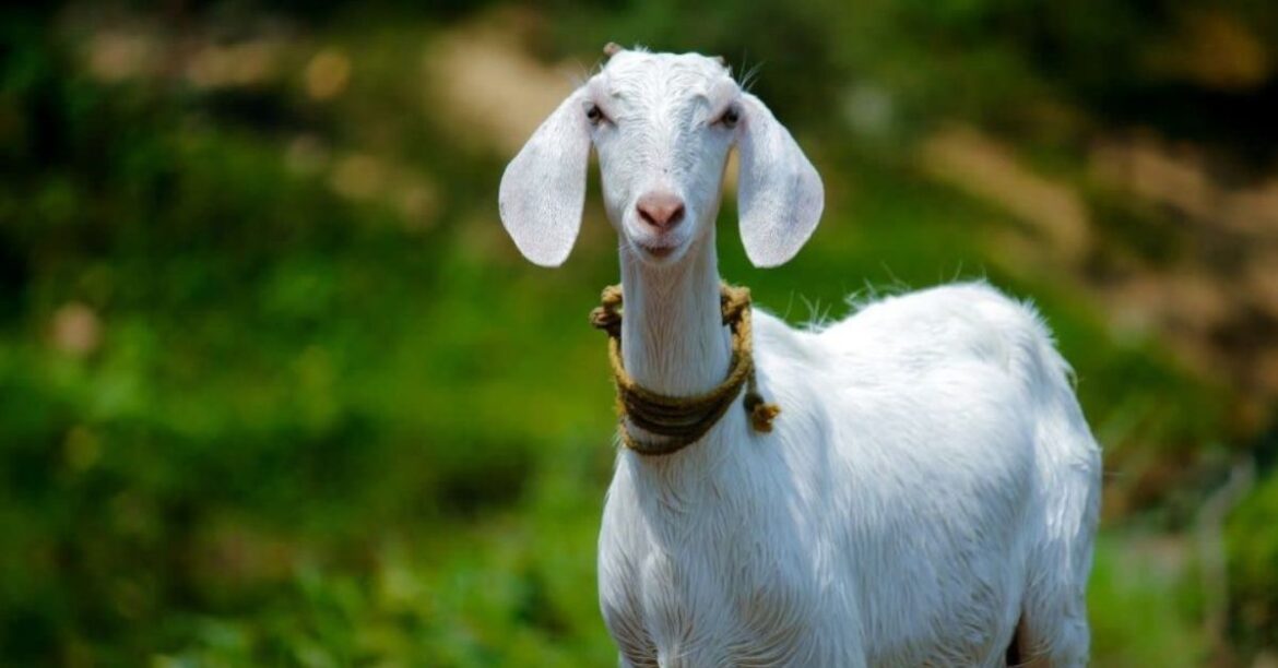 jharkhand-goat-theft-