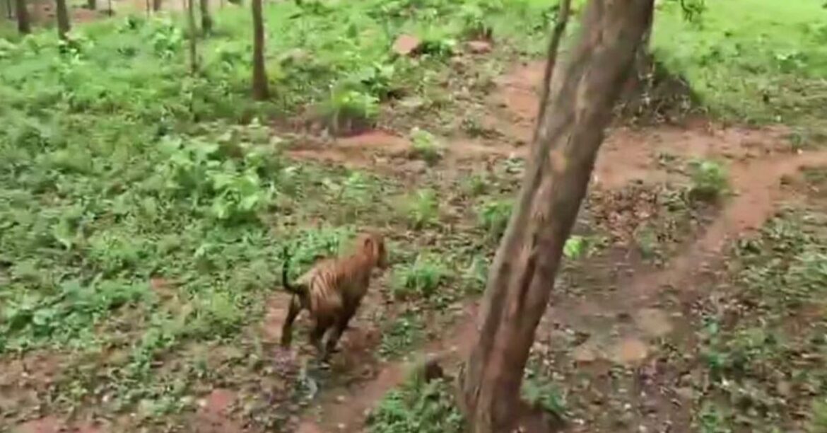 palamu- tiger -reserve-