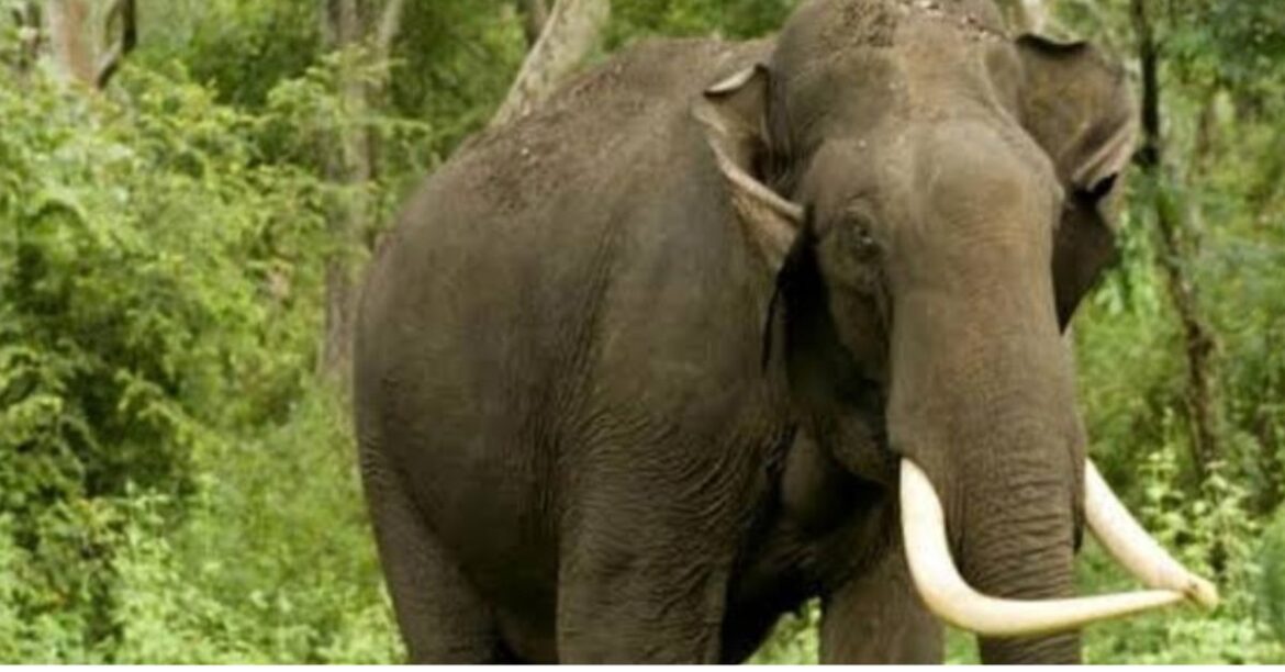 East Singhbhum Elephant Attack