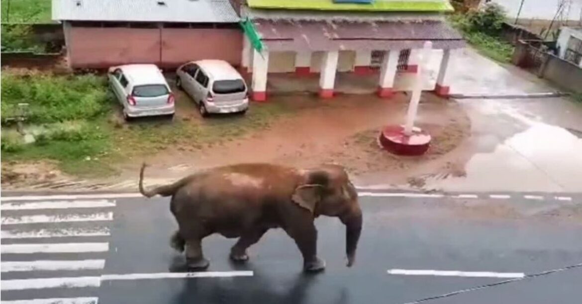 Garhwa-elephant-news-