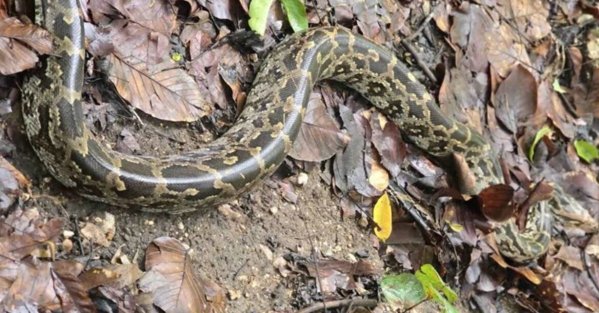 Latehar Python Rescue