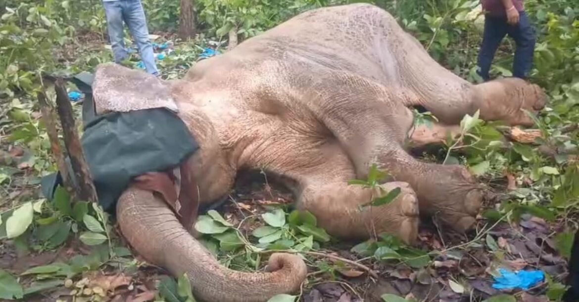 Saranda elephant death
