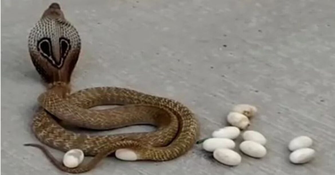 Mother Cobra Missing