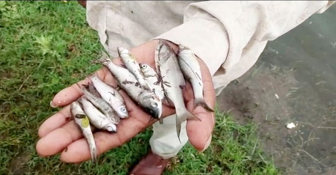 Fishermen inspecting dead fish along the embankment of Palamu dam after suspected poisoning