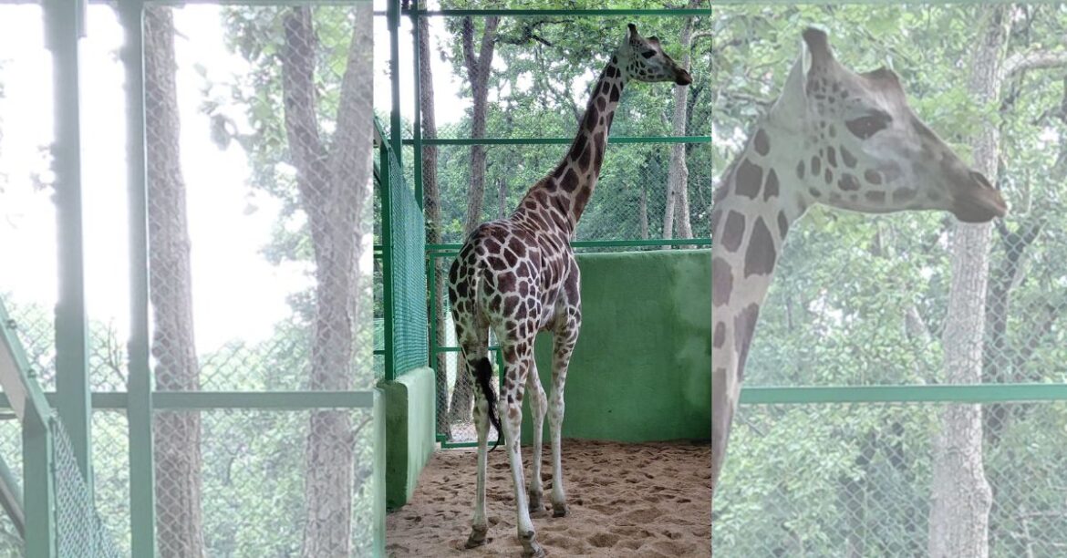 RANCHI ZOO NEWS: भगवान बिरसा जैविक उद्यान रांची में मादा ज़िराफ ‘मिस्टी’ और सिल्वर फीजेंट लाए गए, जल्द ही नर ज़िराफ भी शामिल होगा।