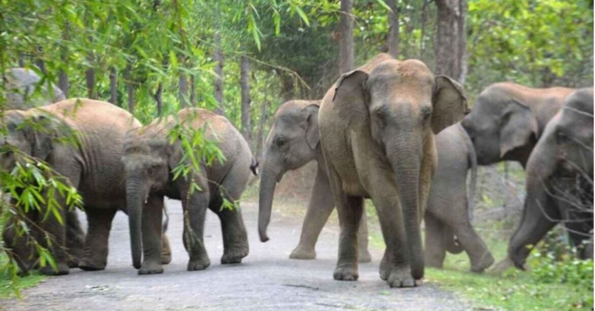 Lohardaga Elephants