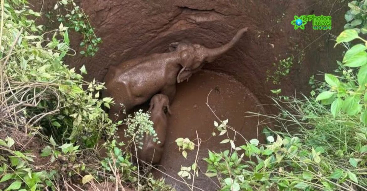 Ramgarh Elephant Rescue