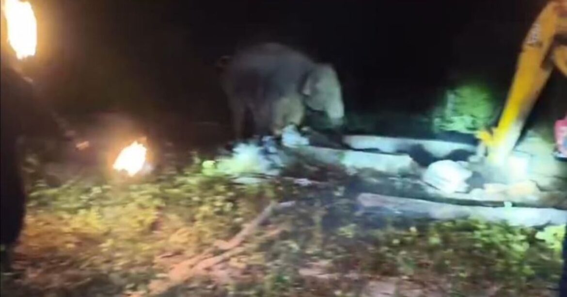 Elephant Calf Rescue