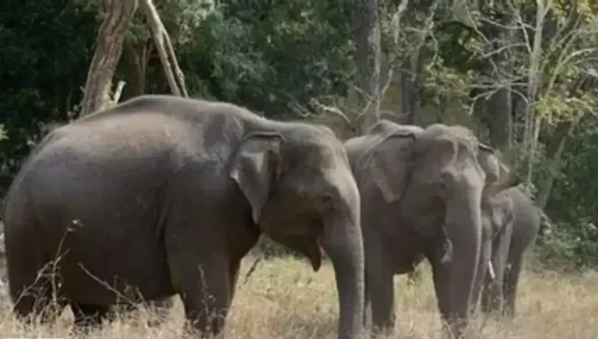 Elephant attack in Chaibasa Elephant attack in Chaibasa