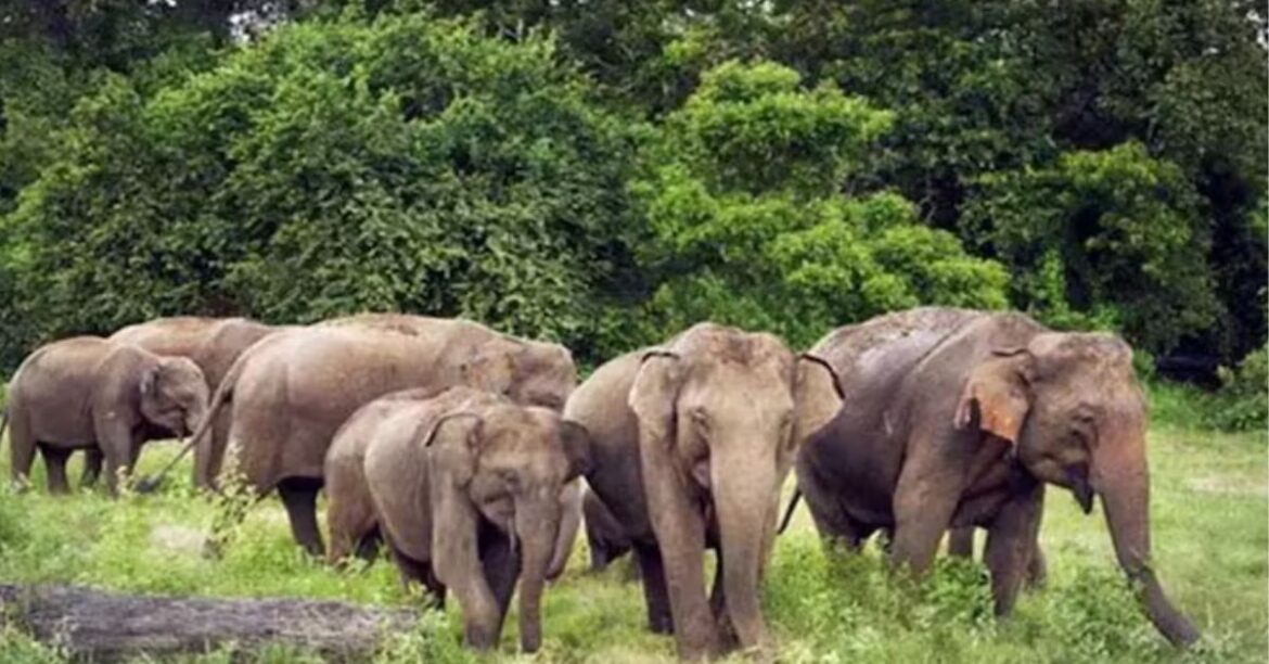 Elephants Terror in Latehar
