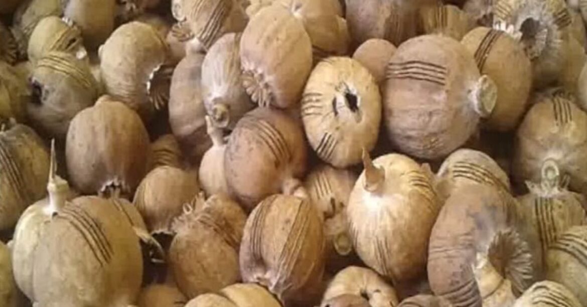 हजारीबाग में कार से 91 किलो डोडा बरामद