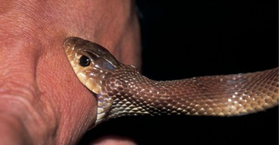 Snake bite in Adityapur