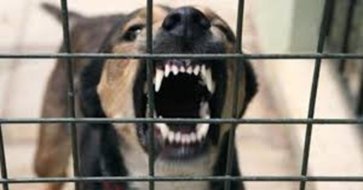 mad-dog-attack Injured people after mad dog attack in Nawadih, Bokaro; forest department alert issued.