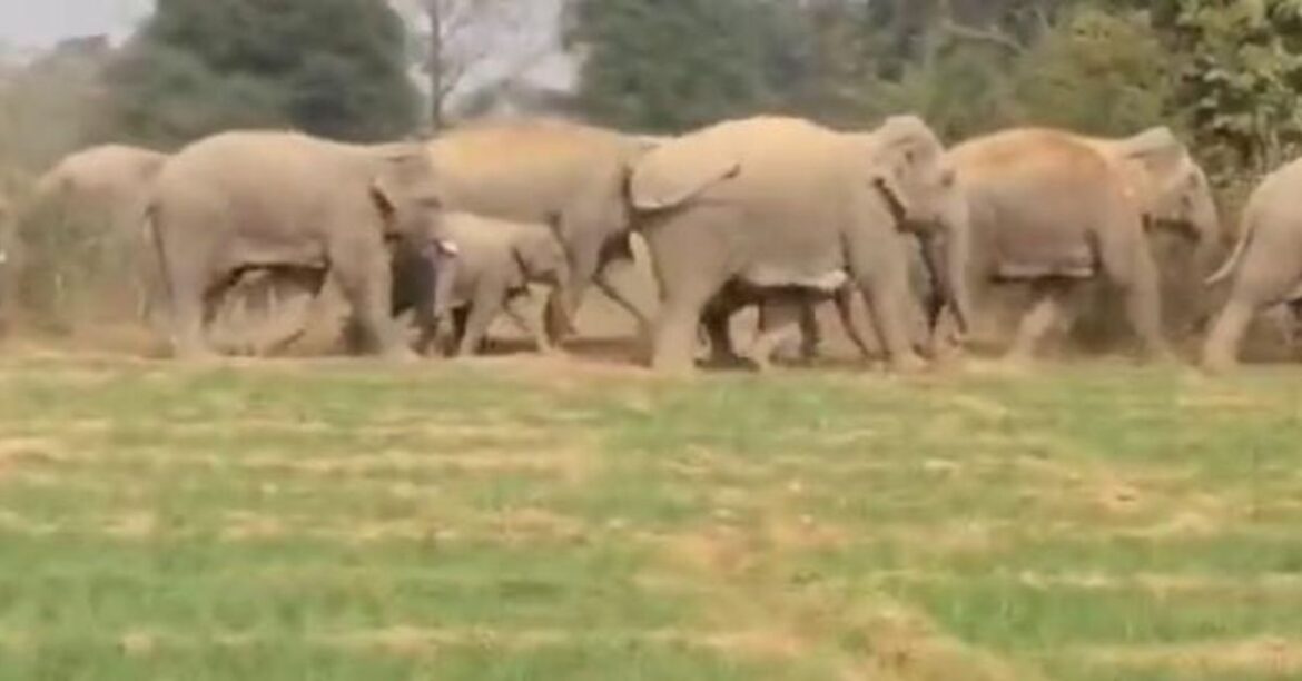 jamshedpur Elephant News