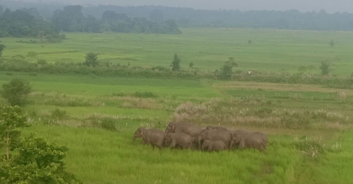 Jharkhand elephant attack