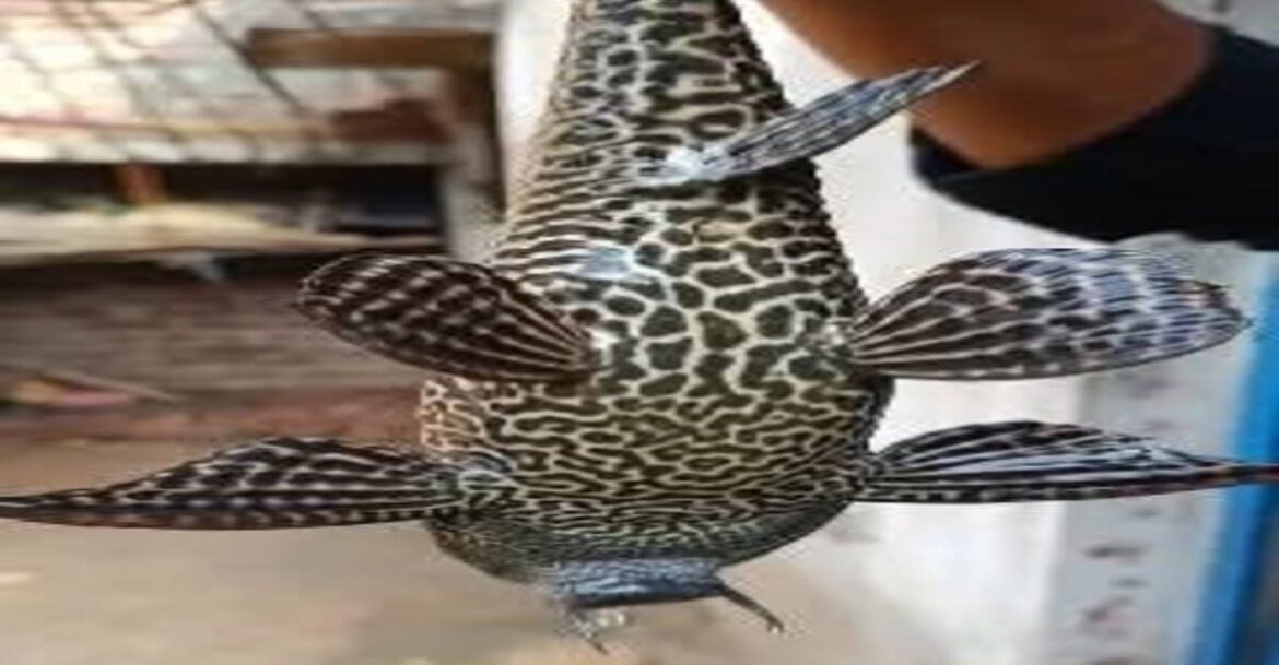 four eyes fish in Dhanbad.