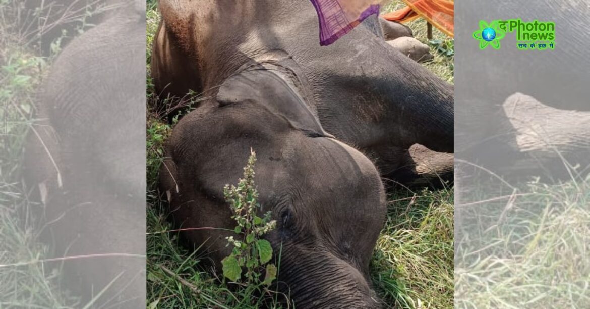 Elephant died in Palamu