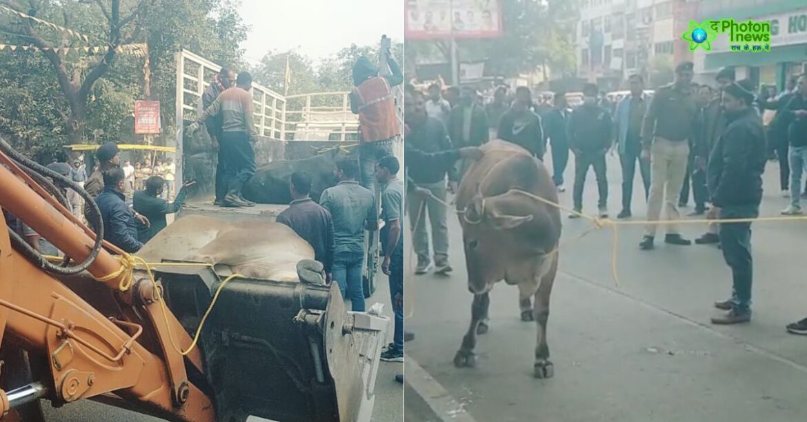 Cattle Rescue Jamshedpu