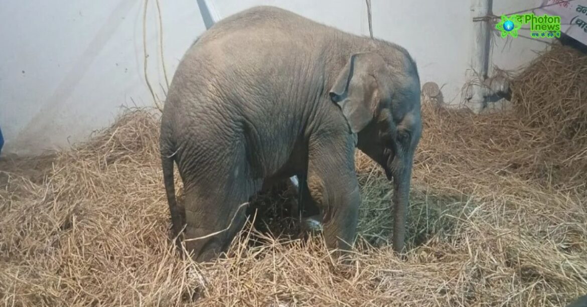 Chaibasa Elephant Calf death