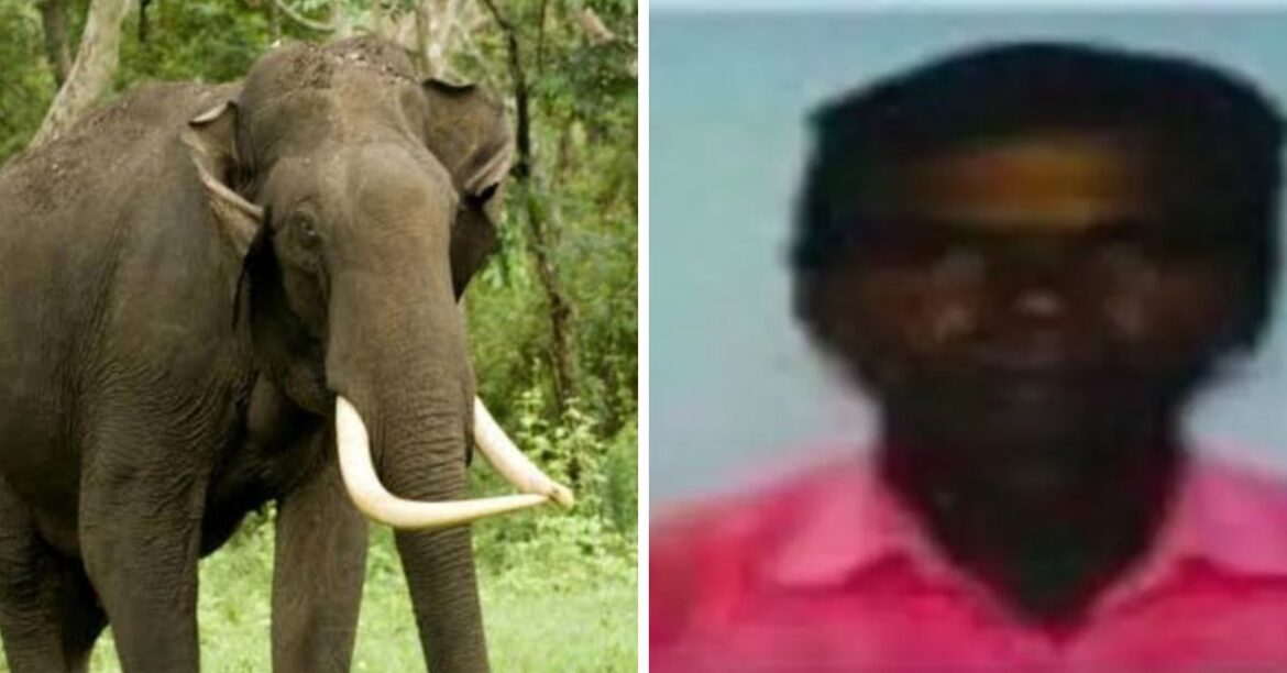 Chandil Elephant Attack