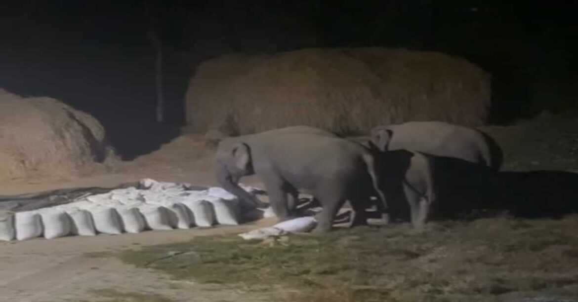 हाथियों का झुंड