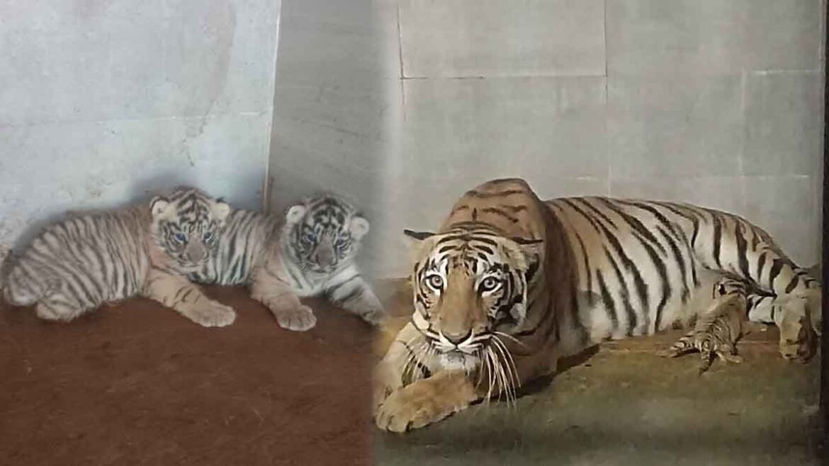 tiger-cubs-born-tata-steel-zoological-park-jamshedpur-jharkhand