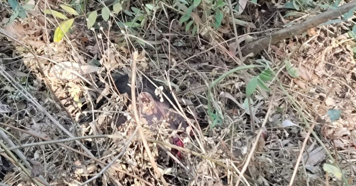 Majhgaon Elephant Attack